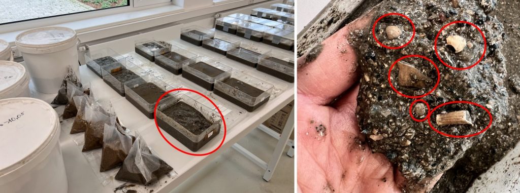 Links: Proben der Forschungsbohrung Krefeld auf den Tischen im Probenbearbeitungsraum, rechts: Nahaufnahme von Sedimenten der Grafenberg-Formation aus 52 Meter Tiefe mit Muschelschalenresten und einer röhrenförmigen Schale eines Kahnenfüßers (rot).